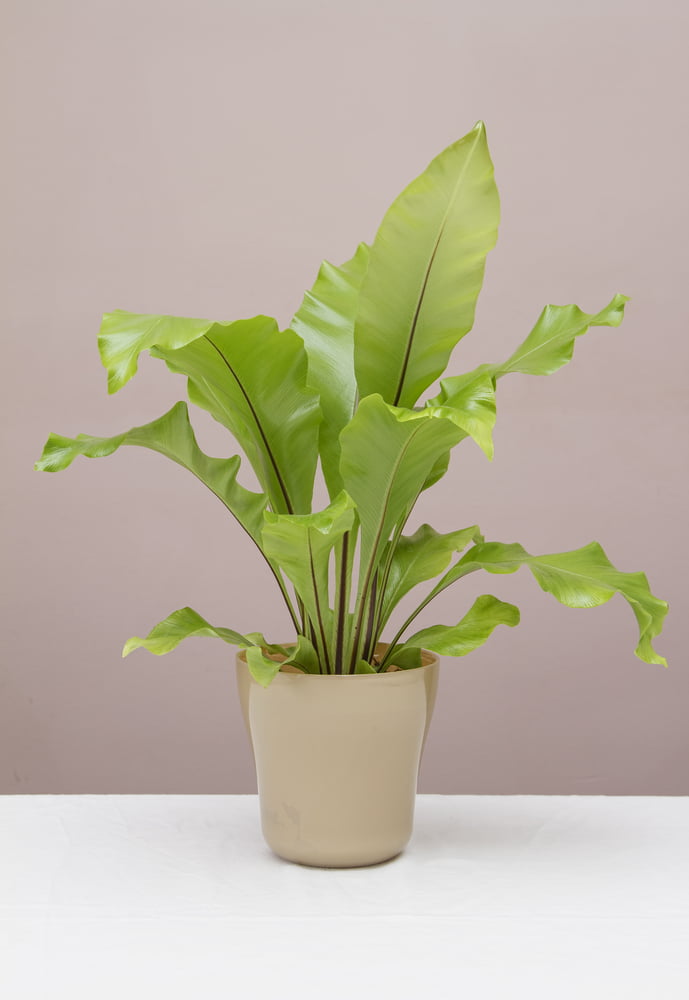 An image of a Bird's Nest Fern on a white table.