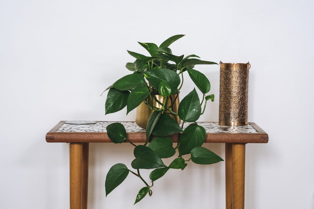 An image of Devil's Ivy on a small table next to a candle holder. 