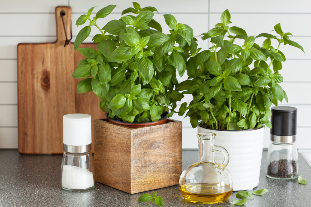An image of herbs on a kitchen benchtop. 