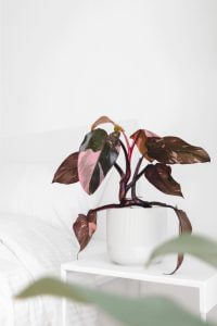 A Pink Princess plant on a bedside table.