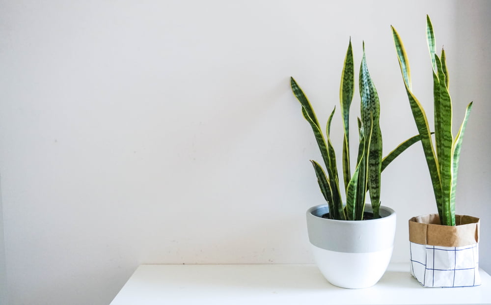 An image of two Snake Plant's on a white table. 